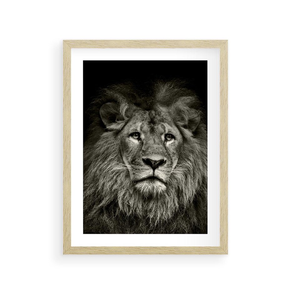 Plakat w ramie 30x40 - Moc lewego spojrzenia - lew, czarno - rama drewno