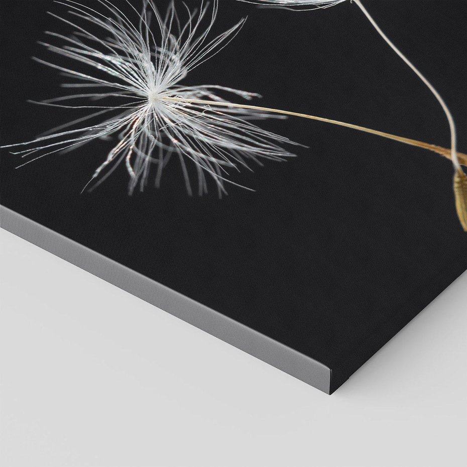 Obraz na płótnie 40x40 - Delikatność Wiatru - dmuchawce, makro