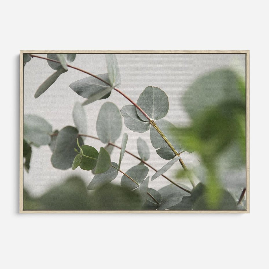 Obraz w ramie 70x50 - Liście eukaliptusa w naturze - eukaliptus, liście - rama drewno