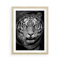 Plakat w ramie 50x70 - Tygrys Czarno-Biały: Siła i Delikatność - tygrys, czarno - rama drewno