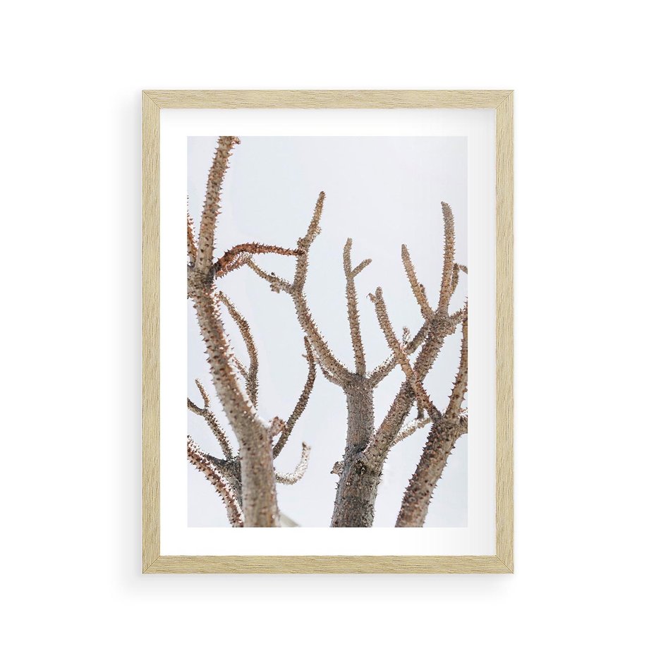 Plakat w ramie 30x40 - Pustynna Harmonia Gałęzi - pustynna roślina, suche gałęzie - rama drewno