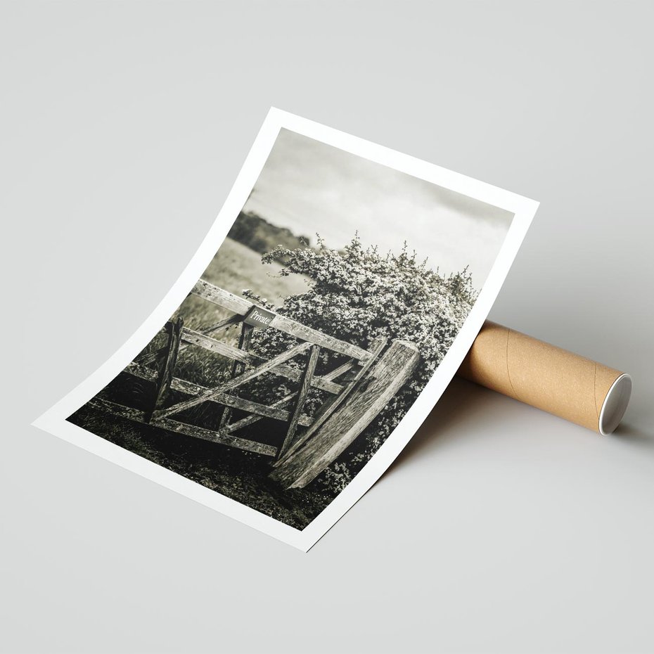 Plakat bez ramy 50x70 - Wiejski Urok: Stary Płot i Kwitnący Krzew - rustykalne zdjęcie, stary płot