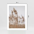 Plakat bez ramy 30x40 - Boho Urok - trawy, pampas