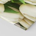 Obraz na płótnie 100x70 - Białe tulipany w pełnym rozkwicie - białe, tulipany