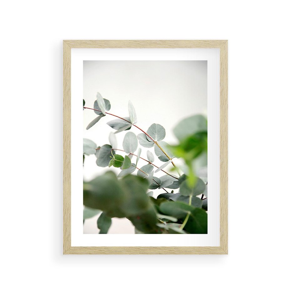 Plakat w ramie 30x40 - Zielony Świat Eukaliptusa - eukaliptus, fotografia - rama drewno