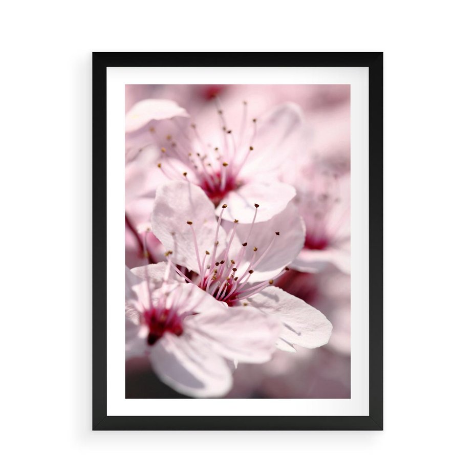 Plakat w ramie 50x70 - Kwitnąca Wiśnia - kwiaty, kwitnąca - rama czarna