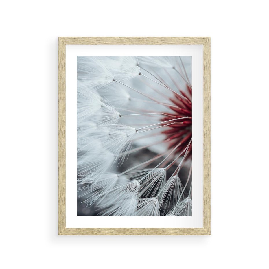 Plakat w ramie 30x40 - Makro Magii Natury - dmuchawiec, zbliżenie makro - rama drewno