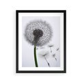 Plakat w ramie 40x50 - Lekkość Przemijania - dmuchawiec, makro - rama czarna