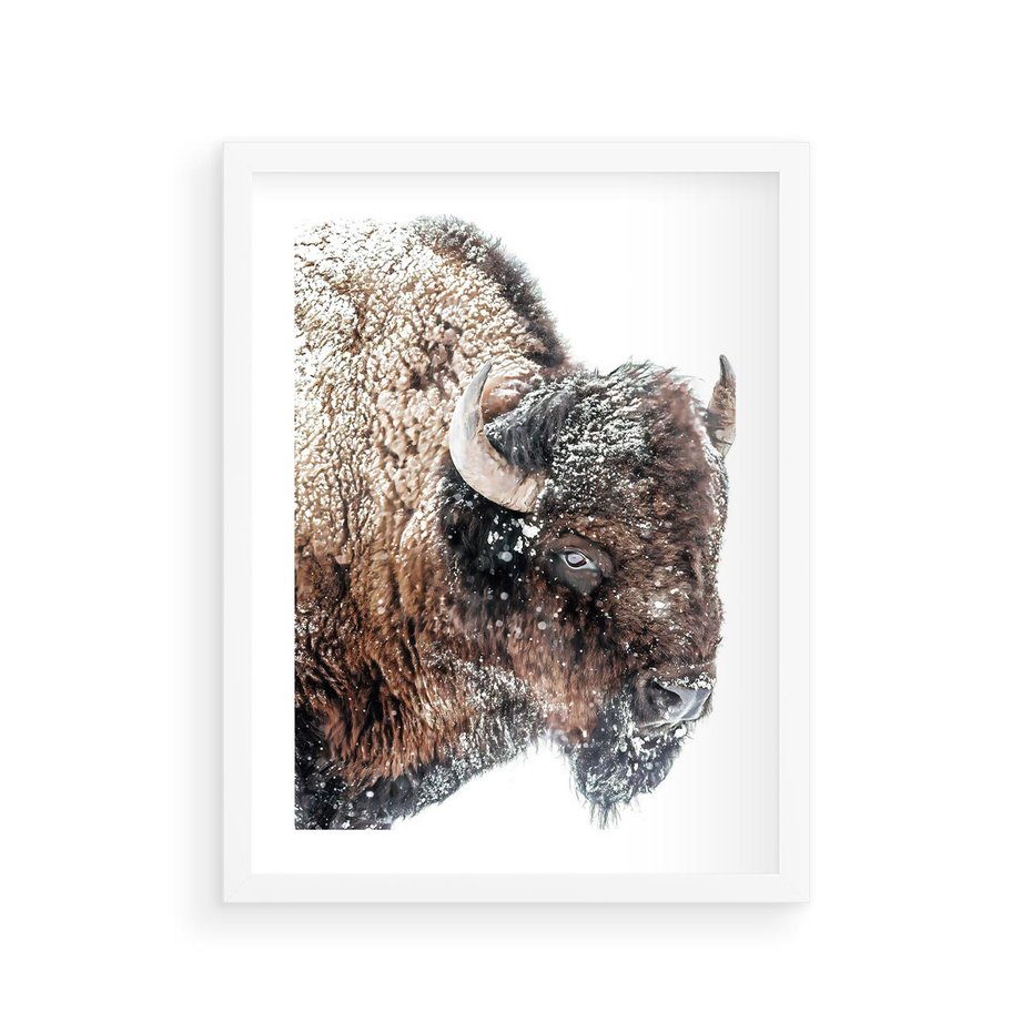 Plakat w ramie 30x40 - Obraz Dzikiej Przyrody w Śnieżnym Otoczeniu - żubr, śnieg - rama biała