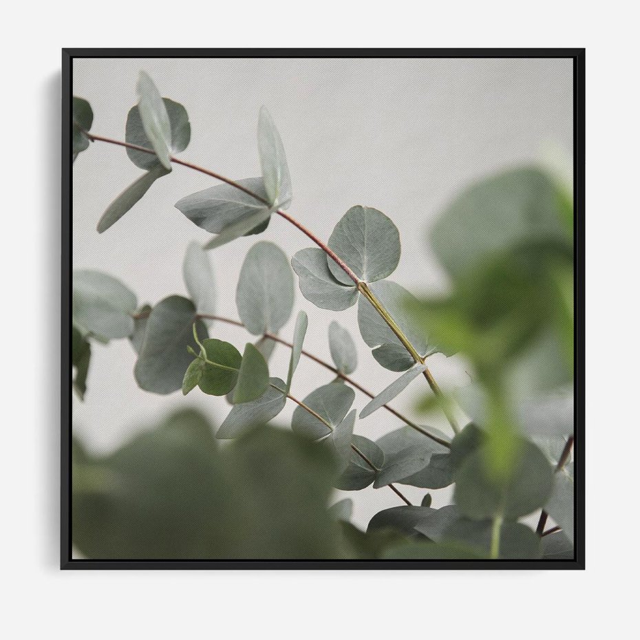 Obraz w ramie 50x50 - Liście eukaliptusa w naturze - eukaliptus, liście - rama czarna