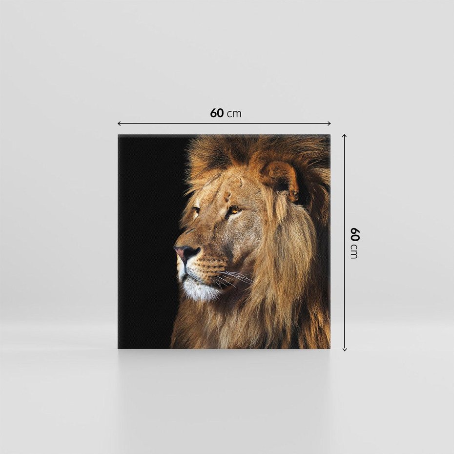 Obraz na płótnie 60x60 - Władca Dzikiej Przyrody - lew, król