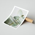 Plakat bez ramy 21x30 - Eukaliptusowa zieleń - eukaliptus, zielone