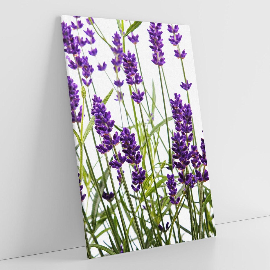 Obraz na płótnie 50x70 - Fioletowa harmonia lawendy - lawenda, fiolet