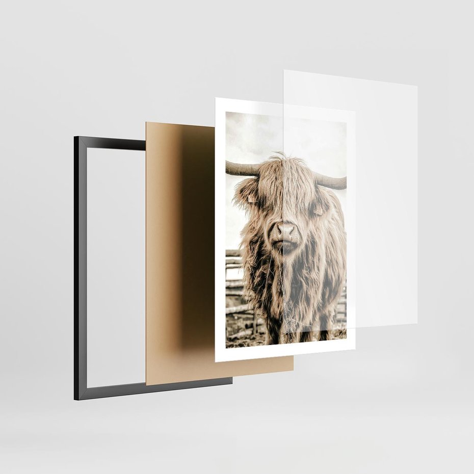 Plakat w ramie 50x70 - Klimat Wiejskiego Życia - amerykańska krowa, byk - rama czarna