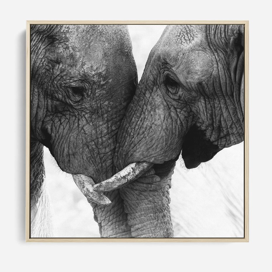 Obraz w ramie 80x80 - Spotkanie Mądrości - fotografia czarno biała, dwa słonie - rama drewno