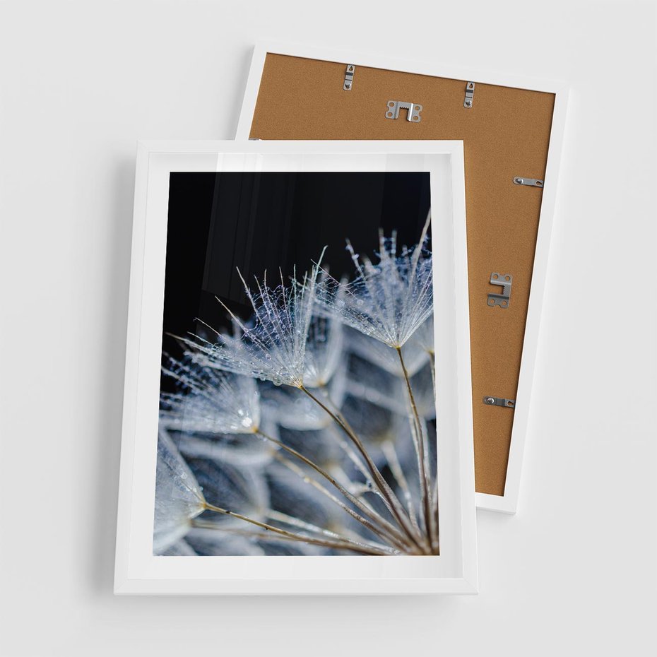 Plakat w ramie 50x70 - Makro piękno dmuchawców - makro, dmuchawce - rama biała