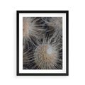 Plakat w ramie 40x50 - Ulotna Piękność Natury - makro, dmuchawce - rama czarna