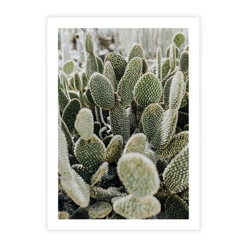 Plakat bez ramy 40x50 - Kaktusowa Harmonia - kaktusy, fotografia