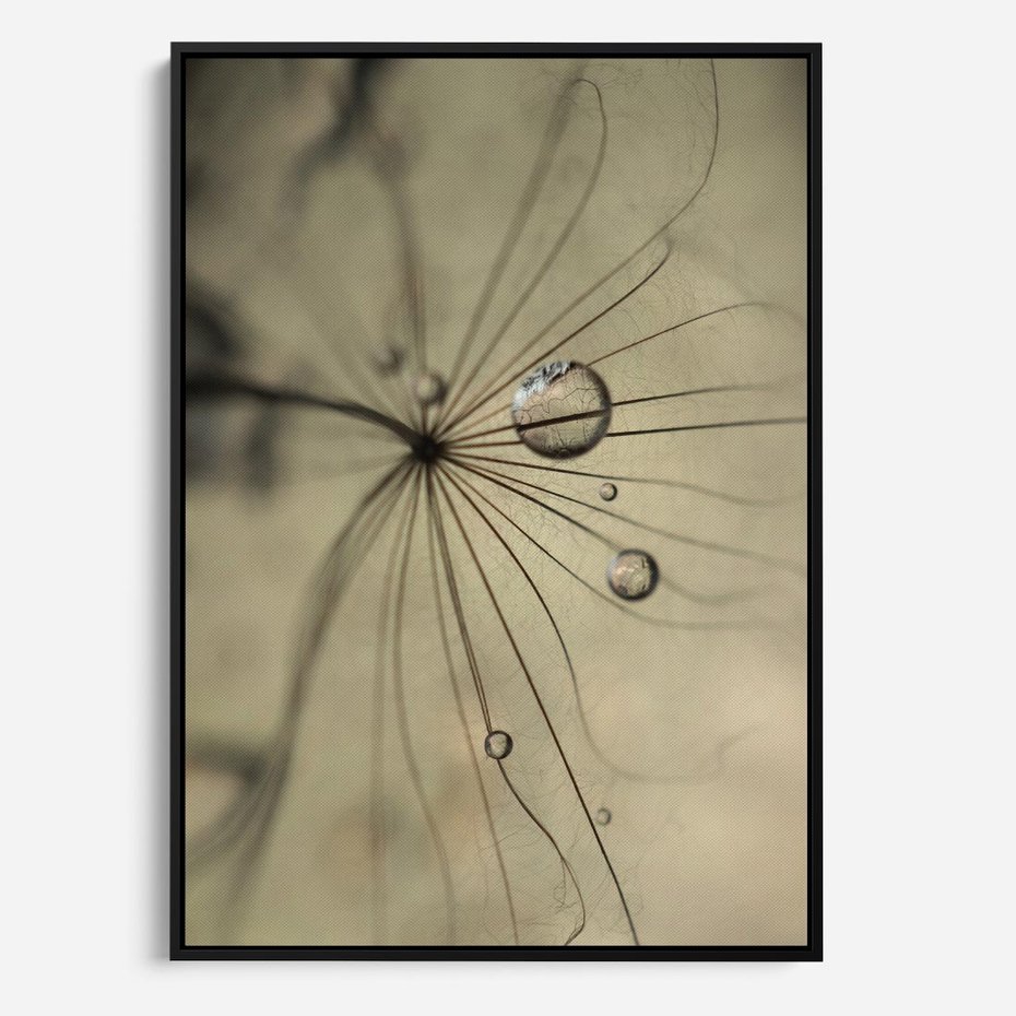 Obraz w ramie 70x100 - Delikatność dmuchawców - dmuchawce, krople - rama czarna