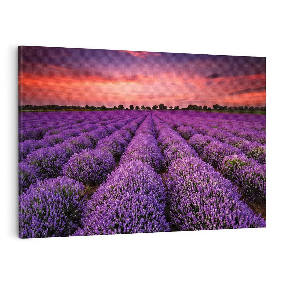 Obraz na płótnie 100x70 - Lawenda: polne zauroczenie - lawenda, kwiaty