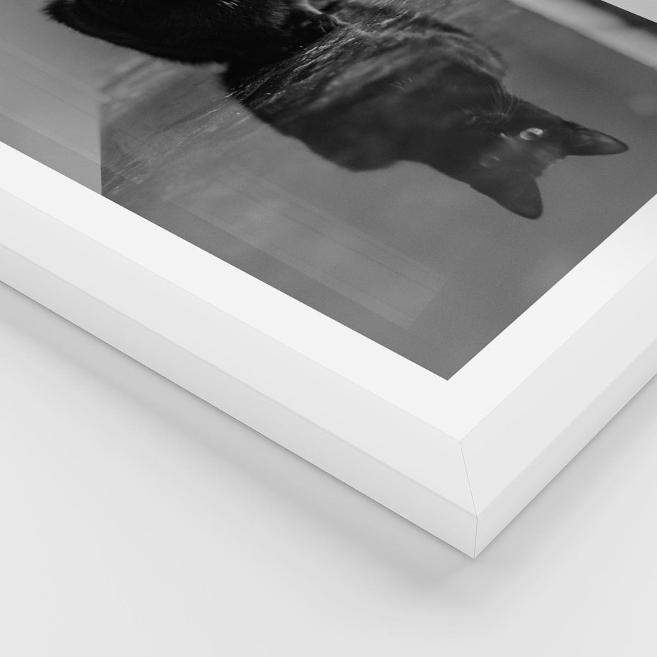 Plakat w ramie 40x50 - Kocie Oczy - kot, czarno białe zdjęcie - rama biała