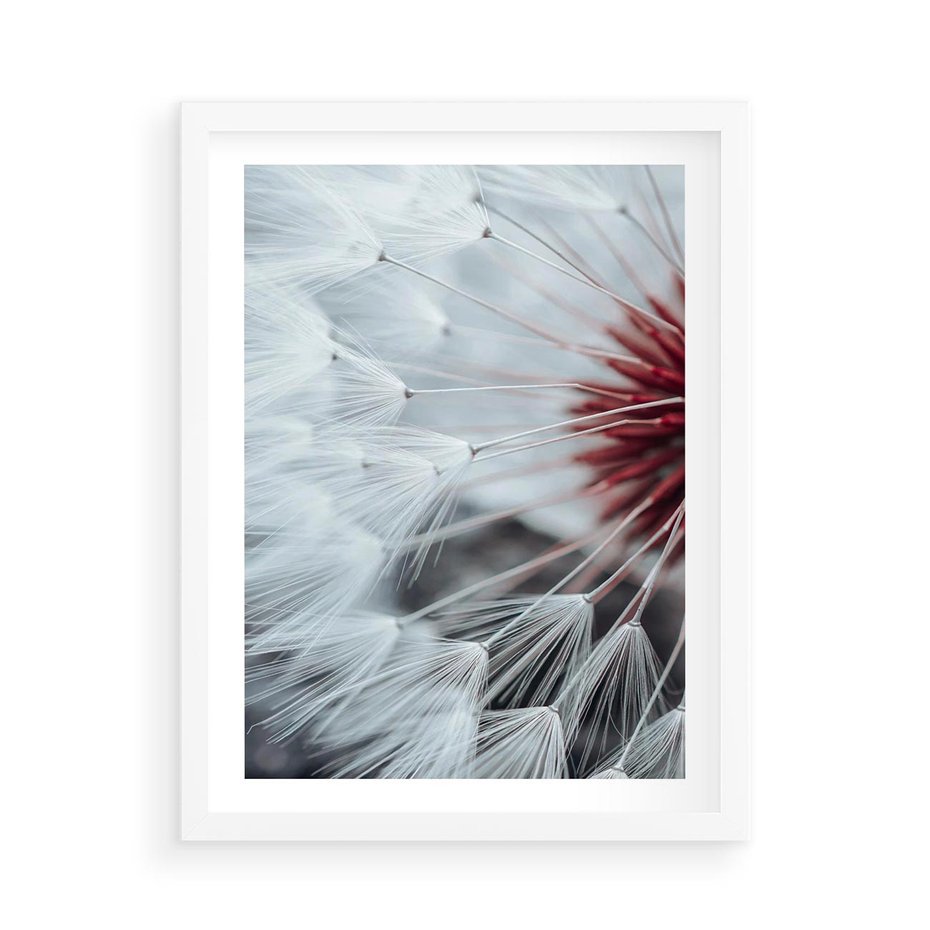 Plakat w ramie 50x70 - Makro Magii Natury - dmuchawiec, zbliżenie makro - rama biała