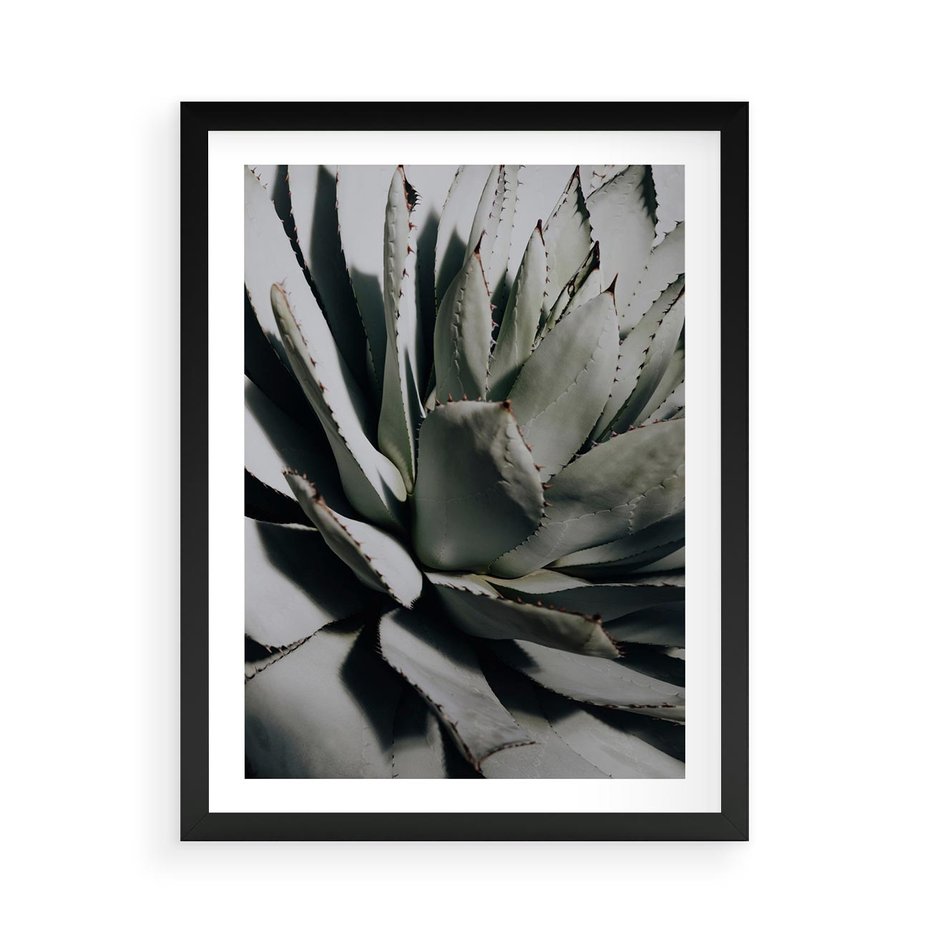Plakat w ramie 50x70 - Sukulenty wśród kaktusów - sukulenty, kaktusy - rama czarna