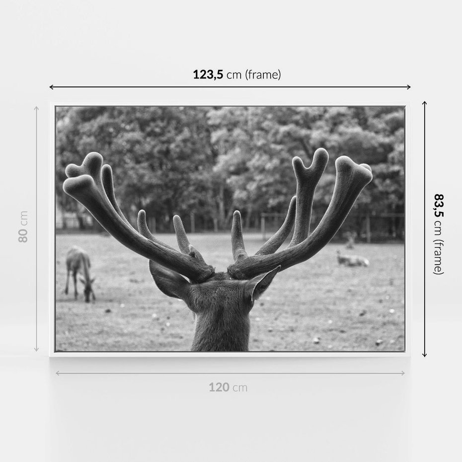 Obraz w ramie 120x80 - Przygubione motyle marzeń - fotografia czarno biała, młody jeleń w zagrodzie - rama biała