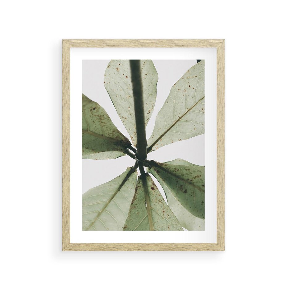 Plakat w ramie 30x40 - Jasna Zieleń w Makro - makro zdjęcie liści, jasna zieleń - rama drewno