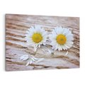 Obraz na płótnie 100x70 - Stokrotkowa Delikatność - stokrotka, kwiaty