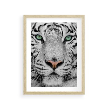 Plakat w ramie 30x40 - Magia Białego Tygrysa - biały, tygrys - rama drewno