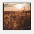 Obraz w ramie 50x50 - Zachwyt zachodem słońca na łące - zachód, słońca - rama czarna