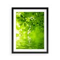 Plakat w ramie 40x50 - Liście w Wodzie - liście, woda - rama czarna