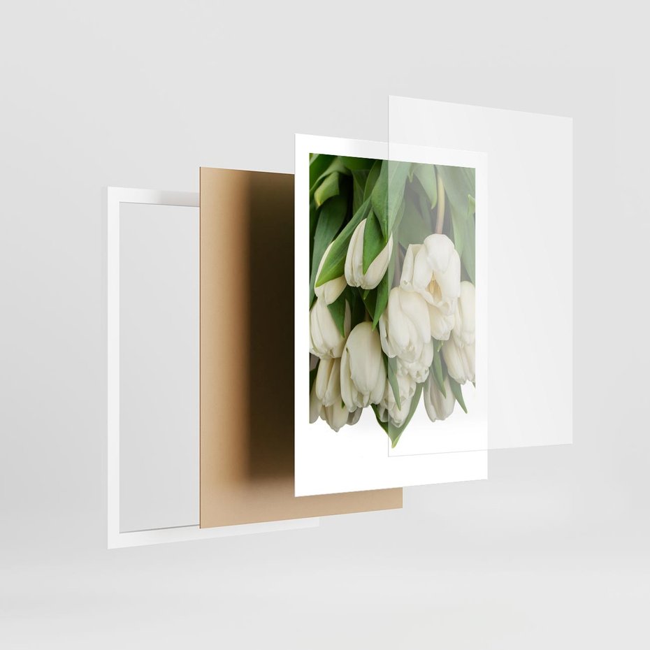 Plakat w ramie 50x70 - Białe tulipany w pełnym rozkwicie - białe, tulipany - rama biała