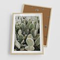 Plakat w ramie 50x70 - Kaktusowa Harmonia - kaktusy, fotografia - rama drewno