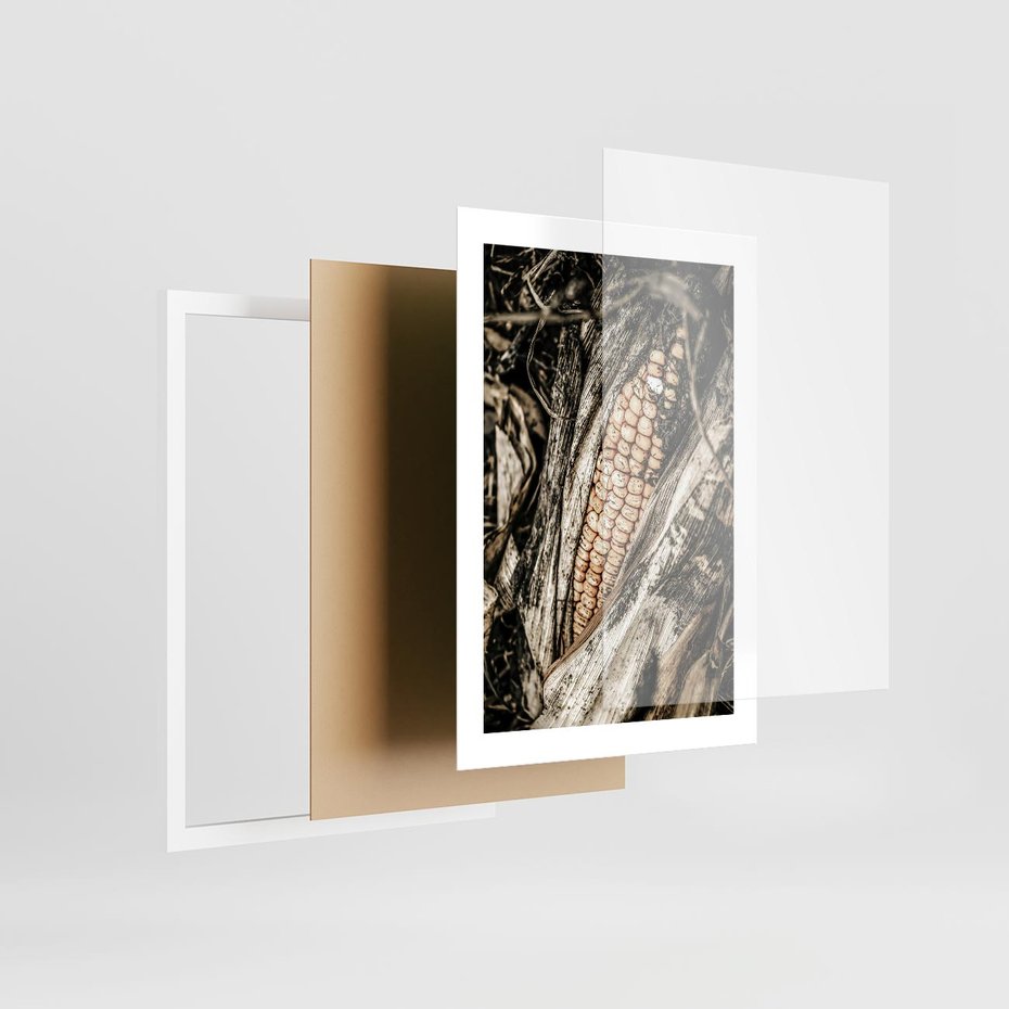 Plakat w ramie 30x40 - Kukurydza w Jesiennej Scenie - kukurydza, jesień - rama biała