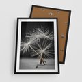 Plakat w ramie 50x70 - Delikatność dmuchawców zbliżenie - dmuchawce, zbliżenie - rama czarna