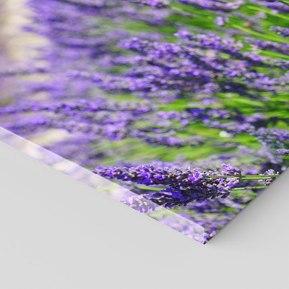 Obraz na płótnie 140x70 - Lawendowe pola piękno natury - lawenda, kwiaty