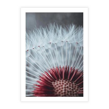 Plakat bez ramy 30x40 - Dmuchawiec w Detalu - dmuchawiec, zdjęcie makro