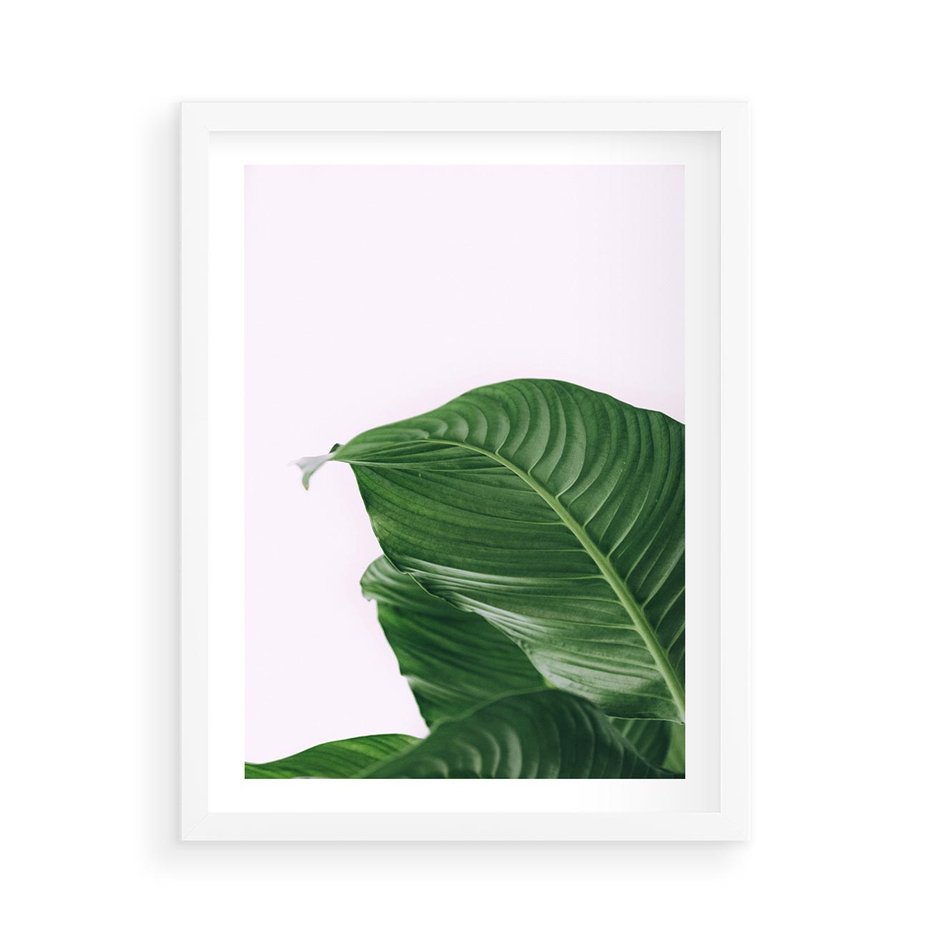 Plakat w ramie 50x70 - Zielone liście monstery - liście, monstera - rama biała