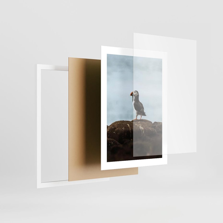 Plakat w ramie 30x40 - Portret Ptaka Morskiego - maskonur, ptak - rama biała