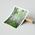 Plakat bez ramy 21x30 - Magia lasu pełnego brzóz - las, brzozy