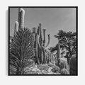 Obraz w ramie 50x50 - Pustynny Klimat - czarno białe zdjecie, pustynia - rama czarna