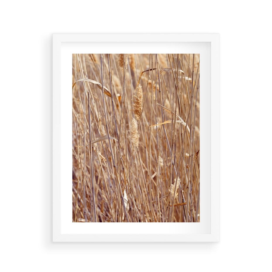 Plakat w ramie 40x50 - Mistrzowskie suche trawy - suche, trawy - rama biała