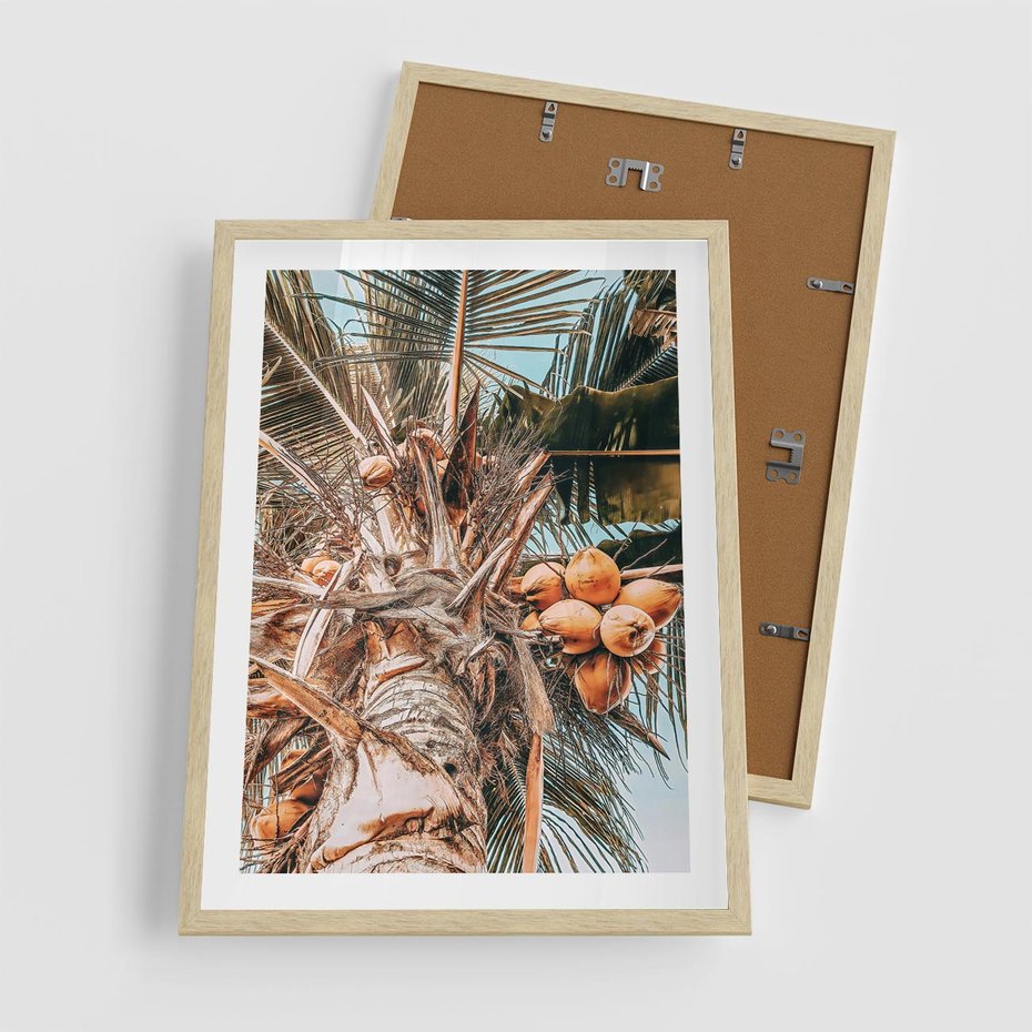 Plakat w ramie 50x70 - Tropikalna Palma: Fotografia z Kokosami - palma kokosowa, kokosy - rama drewno