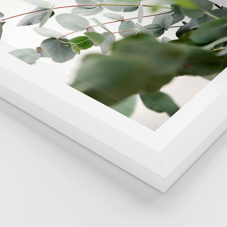 Plakat w ramie 50x70 - Zielony Świat Eukaliptusa - eukaliptus, fotografia - rama biała