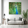 Obraz na płótnie 40x40 - Wspaniałość pawich piór - paw, pióra