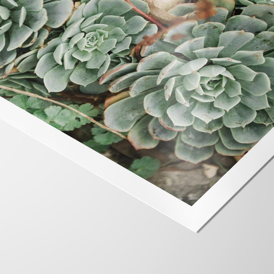 Plakat bez ramy 30x40 - Zielona Uroda Sukulentów - sukulenty, zielone liście