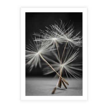 Plakat bez ramy 40x50 - Delikatność dmuchawców zbliżenie - dmuchawce, zbliżenie