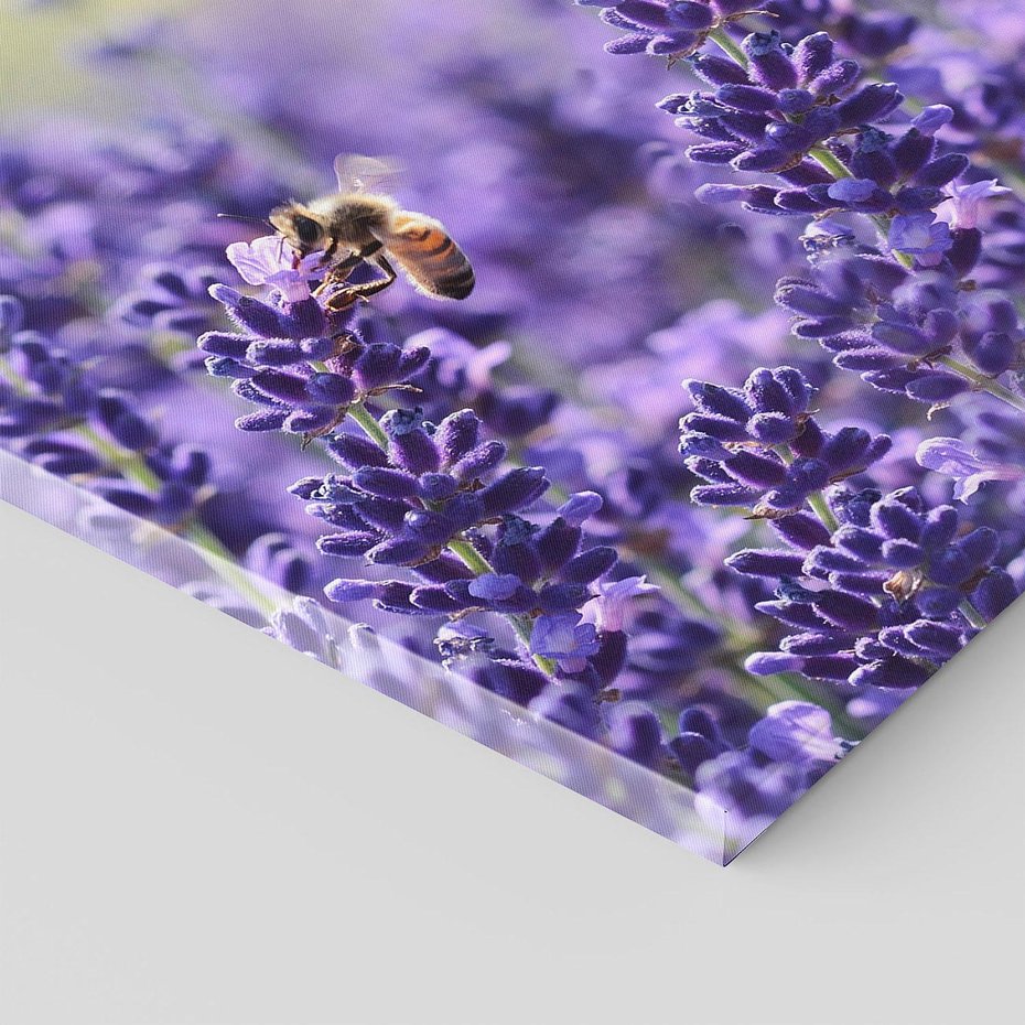 Obraz na płótnie 70x50 - Magia lawendy delikatne kwiaty - lawenda, kwiat